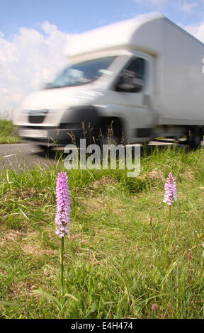 Il traffico passa common spotted orchidee crescere in una strada nella riserva naturale del Peak District, Derbyshire, England, Regno Unito Foto Stock