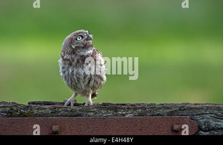 Piccolo gufo (owlet)-Athene noctua arroccato su un antico cancello, estate, UK. Foto Stock