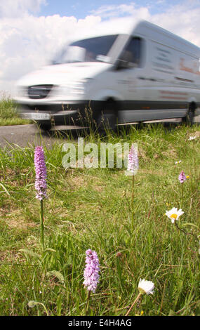 Il traffico passa common spotted orchidee crescere in una strada nella riserva naturale del Peak District, Derbyshire, England, Regno Unito Foto Stock