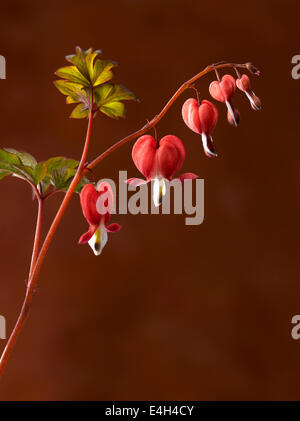 Cuore di sanguinamento, Dicentra spectabilis "Valentine". Foto Stock