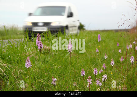 Il traffico passa una strada riserva naturale condito con comuni spotted orchidee nel Peak District, Derbyshire, Regno Unito Foto Stock