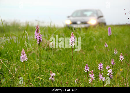 Il traffico passa una strada riserva naturale condito con comuni spotted orchidee nel Peak District, Derbyshire, Regno Unito Foto Stock