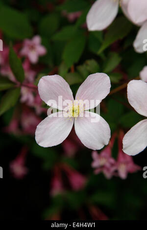 La clematide Montana "rubens" con fiori di colore rosa e bianco Foto Stock