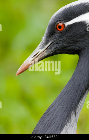 Demoiselle gru (Anthropoides virgo). Testa, collo in close-up. Foto Stock