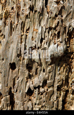 Close up di legno marcio, mostrando decadimento e cunicoli di insetto Foto Stock