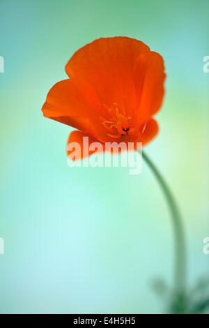 Semi di papavero, Papavero californiano, Eschscholzia californica. Foto Stock