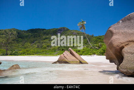 Lone Palm Tree su una spiaggia remota con massi di granito Foto Stock