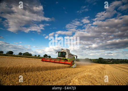 Mietitrebbia al lavoro in Norfolk orzo campo, REGNO UNITO Foto Stock