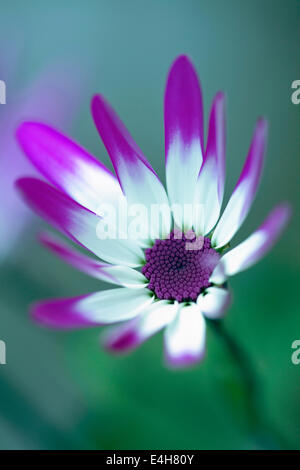 Cineraria, Pericallis x hybrida Senetti baby Magenta Bicolor 'Sunseneribuba'. Foto Stock