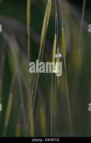 Golden avena, Stipa gigantea. Foto Stock