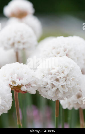 La parsimonia, Armeria pseudarmeria "Ballerina bianca". Foto Stock