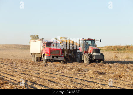 Patate che vengono raccolte nei fertili campi agricoli dell'Idaho. Foto Stock