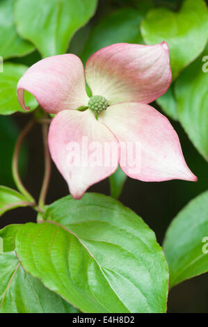 Corniolo - Rosa fioritura sanguinello, Cornus kousa 'Rosea'. Foto Stock