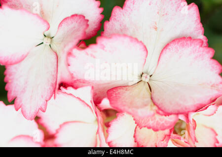 Hydrangea, Hydrangea macrophylla 'amore Ti bacio'. Foto Stock