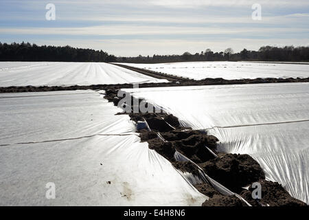 Raccolto di patate precoci coperta in pile per accelerare la crescita Foto Stock