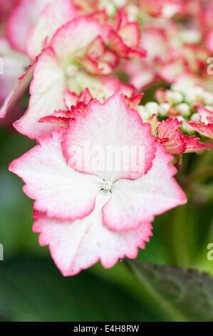 Hydrangea, Hydrangea macrophylla 'amore Ti bacio'. Foto Stock