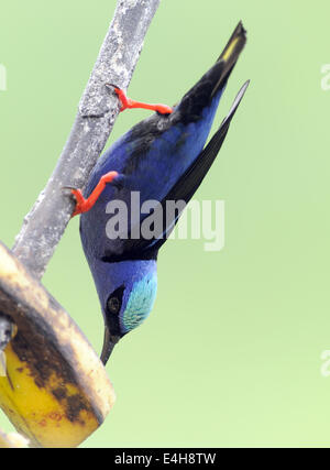 Un maschio rosso-miele zampe superriduttore (Cyanerpes cyaneus) in allevamento piumaggio mangia la banana in corrispondenza di una stazione di alimentazione. Foto Stock