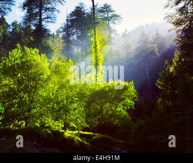 Vintage effetto retrò filtrata hipster stile immagine di viaggio di mattina foresta con raggi di sole - Concetto di freschezza Foto Stock