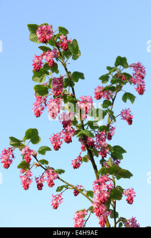 Fioritura di uve secche di Corinto cultivar di Ribes sanguineum sono uno del primo giardino arbusti da fiore in primavera. Foto Stock