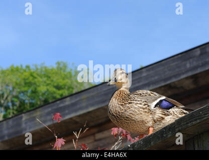 Una femmina di Mallard duck (Anas platyrhynchos) sorge su un tetto. Bedgebury Forest, Kent, Regno Unito. Foto Stock