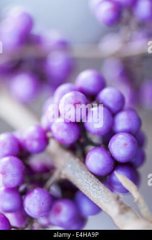 Bellezza berry, Callicarpa bodinieri var. garaldii. Foto Stock