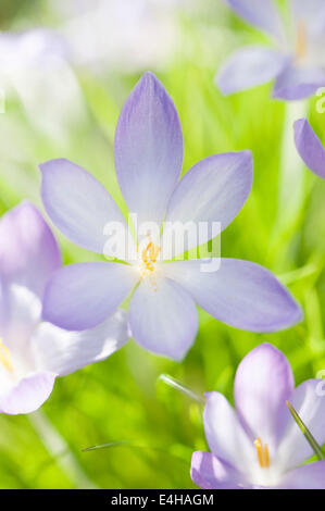 Crocus, Autunno crocus, Crocus goulimyi. Foto Stock