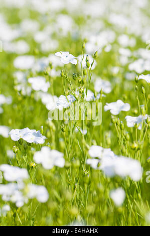 Semi di lino, lino, Linum usitatissimum. Foto Stock