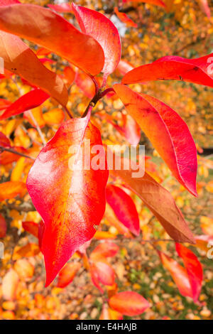 Tupelo, Nissa sylvatica. Foto Stock