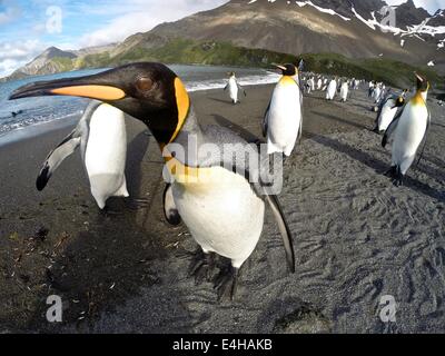 Pinguino reale ( Aptenodytes patagonicus ) avvicinando il fotografo con estrema curiosità. Foto Stock