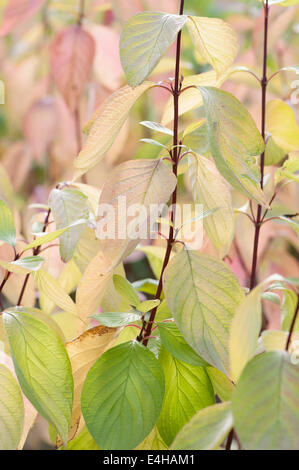 Corniolo - Golden Tartarean sanguinello, Cornus alba 'aurea'. Foto Stock