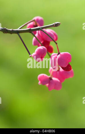 Albero di mandrino, Euonymus hamiltonianus 'Pink delight". Foto Stock