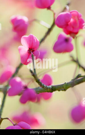 Albero di mandrino, Euonymus hamiltonianus 'Pink delight". Foto Stock