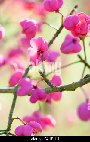 Albero di mandrino, Euonymus hamiltonianus 'Pink delight". Foto Stock