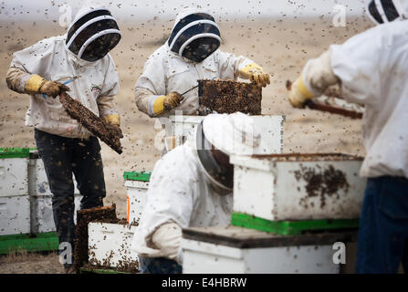 4 marzo 2014 - Bakersfield, California, Stati Uniti d'America - i lavoratori con Regno Honeybees tendono ad alveari in Bakersfield, California L'impollinazione della mandorla annuale raccolto in California centrale della valle è considerato uno dei più grandi eventi di impollinazione in tutto il mondo ed è cruciale per fornire 80 percento del mondo alimentazione di mandorla. Tuttavia, con la diminuzione della quantità di api nel paese e un aumento in frutteti di mandorla, scatole di ape sono diventati un bersaglio attraente per i ladri. (Credito Immagine: © Giovanni Schreiber/ZUMA filo) Foto Stock