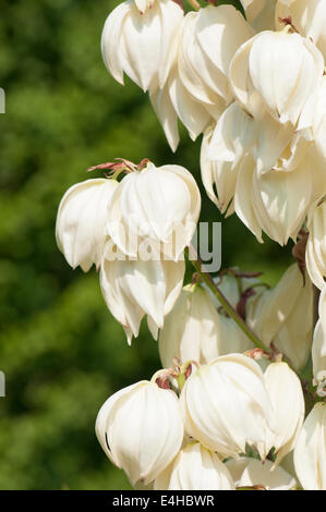 La Yucca, Yucca aloifolia 'Vittorio Emanuele II'. Foto Stock