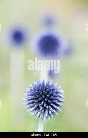 Globe thistle, Echinops ritro 'Veitch blue'. Foto Stock