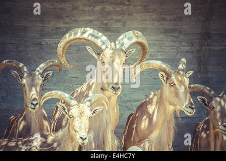 Bel gruppo di Spagnolo ibex, tipico animale Foto Stock