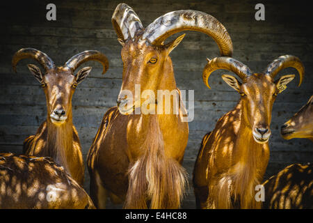 Erbivoro, bel gruppo di Spagnolo ibex, tipico animale Foto Stock