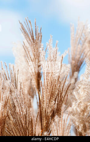 Eulalia 'Malepartus', Miscanthus sinensis 'Malepartus'. Foto Stock