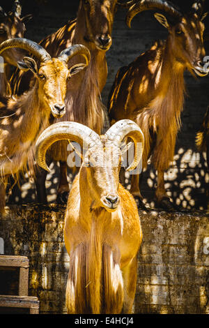 Avvisatore acustico, bel gruppo di Spagnolo ibex, tipico animale Foto Stock