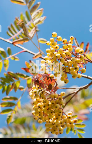 Monte Ceneri, Sorbus 'Giuseppe Rock'. Foto Stock