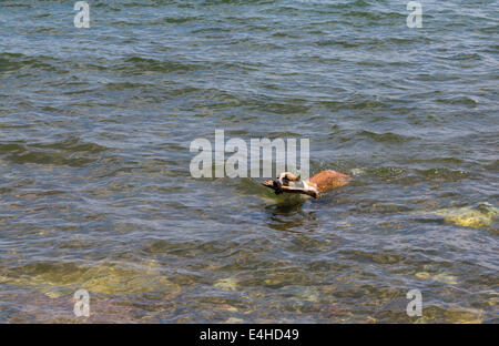 Un cane a nuotare in acqua con un bastone in bocca Foto Stock