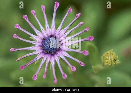 Osteospermum, Osteospermum 'Whirligig'. Foto Stock