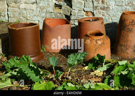 Rabarbaro, Rheum rhabarbarum. Foto Stock
