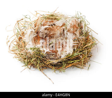 Svuotare Bird's Nest isolati su sfondo bianco Foto Stock