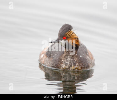 Eared Grebe Nel piumaggio di allevamento Foto Stock