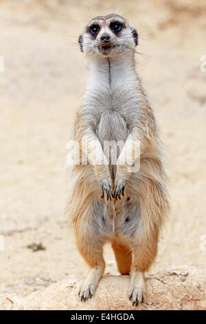 Un meerkat (Suricata suricatta), in piedi su una roccia, si guarda intorno Foto Stock