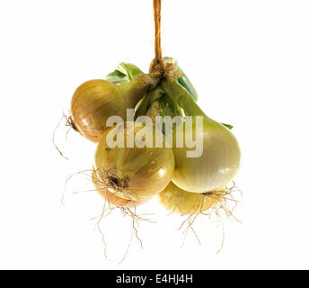 Mazzetto di appendere cipolle fresche isolted su bianco Foto Stock