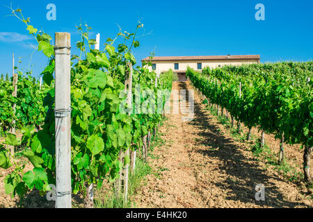 Le piantagioni di vite e agriturismo in Toscana, Italia. Foto Stock