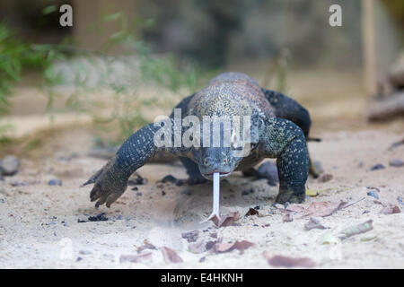 Un enorme drago di Komodo (Varanus komodoensis) a piedi. Questa lucertola è un monitor di grandi dimensioni da isole indonesiane Foto Stock